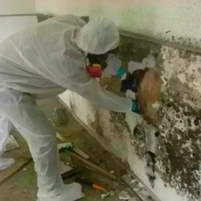 Mold Remediation and Removal in Bremen, GA